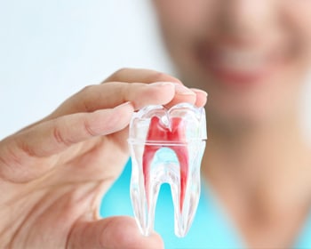 Person holding dental model showing tooth cross-section anatomy against blue background.